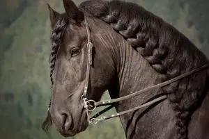 Rambut kuda-kuda ini dikepang cantik, keren nggak?