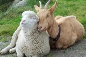  Yang kamu makan itu daging kambing atau domba? Ini dia bedanya