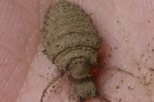 Tak disangka, hewan-hewan ekstrem ini ternyata bisa jadi obat!