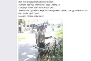 Kejam, rumput untuk pakan ternak hasil mencari seharian hilang dicuri