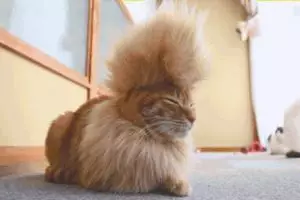 14 Kucing ini dipaksa pemiliknya bergaya anak punk, duh kasihan!