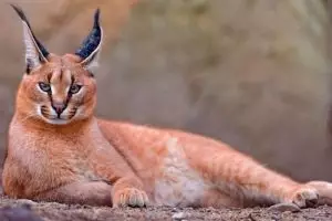 Tak melulu imut, ini 21 kucing bertampang sangar yang perlu kamu tahu!