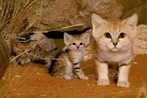 Kesehatan kucing dapat dicek dari kondisi hidungnya, kamu sudah tahu?