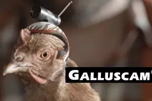 Perusahan besar ini diuntungkan oleh teknologi kepala ayam, keren!