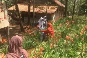 Pengelola taman bunga Amarillys meminta maaf, bunga tak lagi indah... 