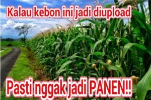 16 Meme kocak sindir para perusak keindahan taman bunga Amarillys 