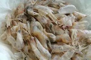 Cangkang udang ternyata bisa untuk mengawetkan ikan segar lho