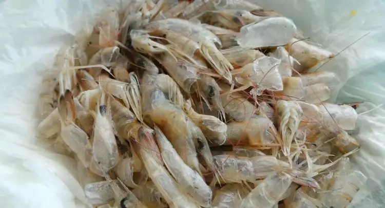 Cangkang udang ternyata bisa untuk mengawetkan ikan segar lho