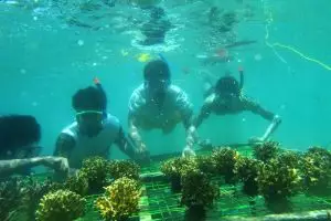 Peduli alam, 50 mahasiswa lakukan transplantasi terumbu karang, top!