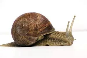 Kosmetik yang bikin cantik ternyata dibuat dari 10 bahan menjijikkan