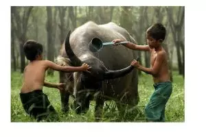 Kerbau Indonesia diprediksi punah di tahun 2031, kok bisa?