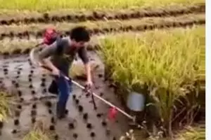VIDEO: Memanen padi semudah ini, kapan diterapkan petani Indonesia?