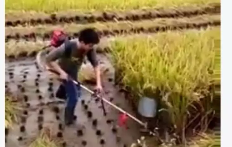 VIDEO: Memanen padi semudah ini, kapan diterapkan petani Indonesia?