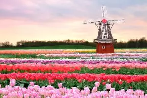 Ini budaya orang Belanda yang perlu kamu tahu, supaya terbiasa...