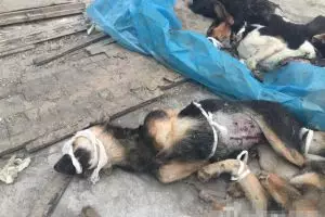 Miris, puluhan anjing disiksa untuk eksperimen medis, netizen murka!