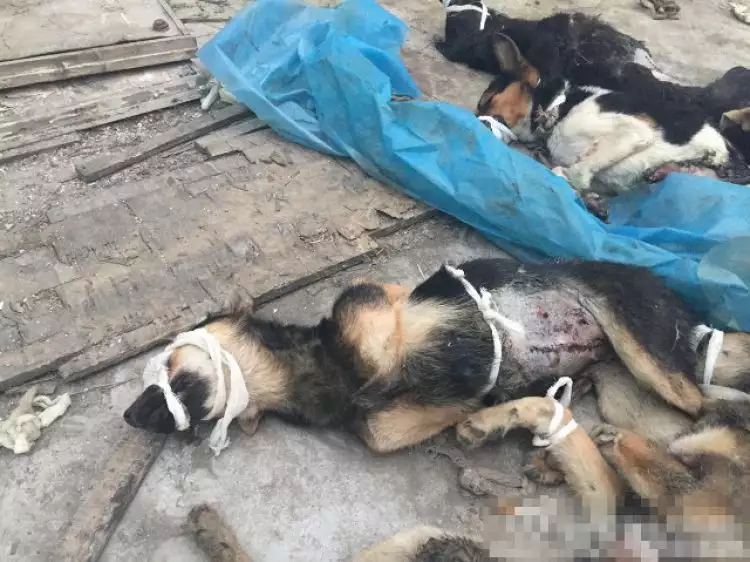 Miris, puluhan anjing disiksa untuk eksperimen medis, netizen murka!
