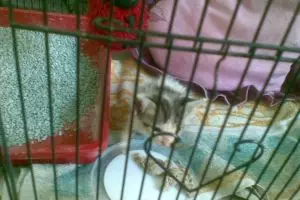 Krucil: Kucing yang kembali ke rumah setelah seminggu dibuang ke pasar