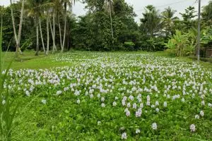 Cerita di balik taman bunga eceng gondok Jogja, semoga tak rusak lagi