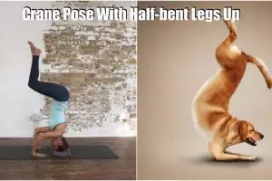 18 Foto ini tunjukkan kalau hewan ternyata bisa gerakan yoga, lucu!