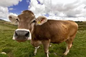 Limbah ovarium sapi ternyata bisa dijadikan embrio, wow!