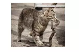 Pelihara kucing ternyata mencegah ular masuk ke rumah, kok bisa?