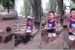 VIDEO: Bocah ini menangis kencang ketika makanannya dikeroyok ayam