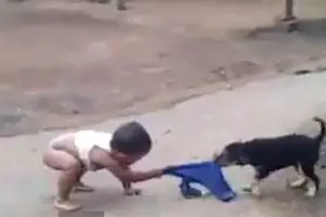 Aksi anak rebutan celana dengan anjing ini bikin kamu tertawa ngakak