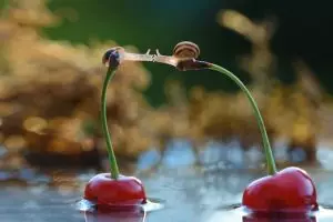 Hewan juga punya cinta, 15 foto paling menyentuh ini buktinya!