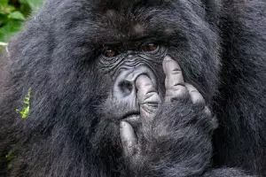 Menggemaskan! Ini 13 pose paling lucu hewan di sepanjang tahun 2015