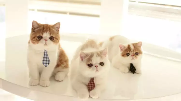 Ini 13 ras kucing paling lucu sedunia, kamu mau pelihara yang mana?