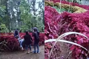 Lagi, pengunjung selfie rusak taman bunga di Kebun Raya Baturaden!