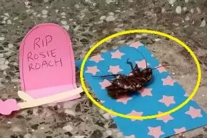 Pertama dalam sejarah, puluhan orang ini berduka atas kematian kecoak