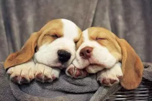 10 Anak anjing ini dijamin bakal bikin kamu gemas geregetan