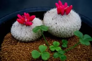 18 Kaktus imut di berbagai macam pot ini dijamin bikin kamu gemes, aw!