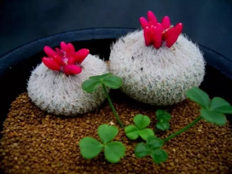18 Kaktus imut di berbagai macam pot ini dijamin bikin kamu gemes, aw!