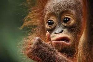 17 Foto ekspresi lucu bayi orangutan, bikin kamu jadi gemas sendiri