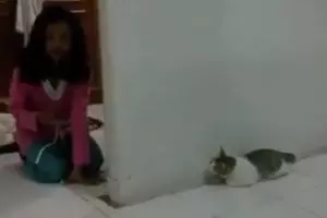 Tingkah nakal gadis kecil ini ke kucingnya bikin tertawa ngakak