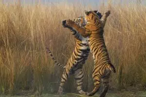  20 Foto terbaik National Geographic 2015, angle dan momennya 'mahal'