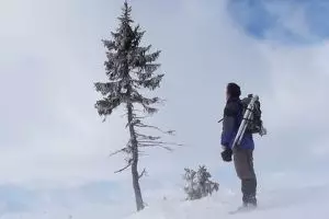 Pohon cemara tertua sejagat umurnya 9.500 tahun, ajaib!