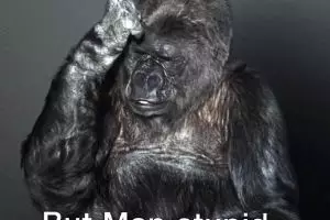 Gorila pun sebut manusia sekarang bodoh, kenapa?
