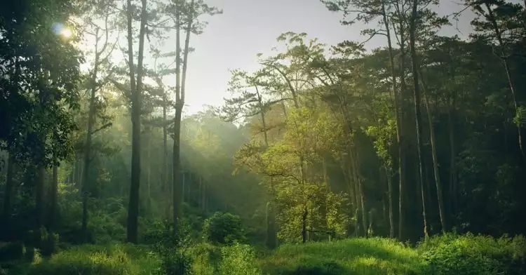 Karawang bakal miliki taman hutan raya seluas 1.000 hektare, wow!