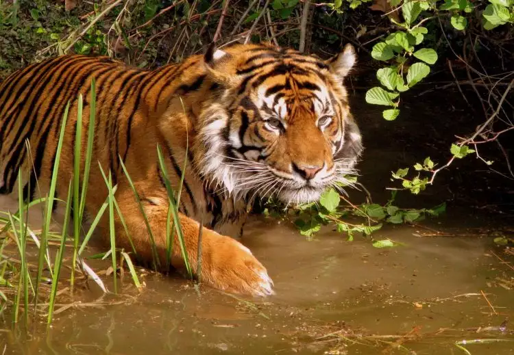 Populasi harimau Sumatera diperkirakan tinggal 150 ekor, prihatin ya!