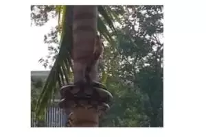 Ular ini dalam hitungan detik masuk pekarangan & panjat pohon, serem!