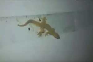 VIDEO: Cara gampang dan murah usir cicak di rumah kamu, dijamin ampuh!