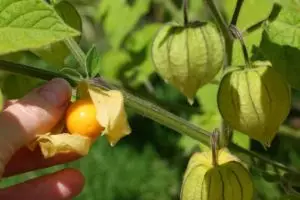 Tak disangka, ciplukan adalah buah 'sakti' punya 16 manfaat luar biasa