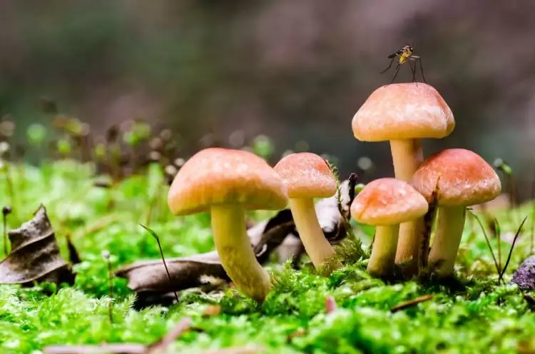 Fotografer ini tunjukkan jamur bisa jadi objek foto yang keren