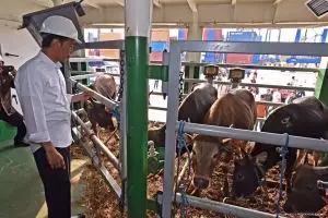 Komunikasi sel ternyata mampu tingkatkan produksi ternak, kok bisa?