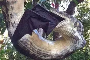 Ular berbobot 200 kilogram ini hampir serang warga di kebun, ngeri!