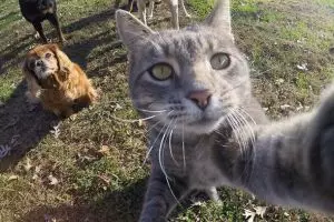 Kenalkan, Manny, kucing gaul yang jago selfie bareng teman-temannya