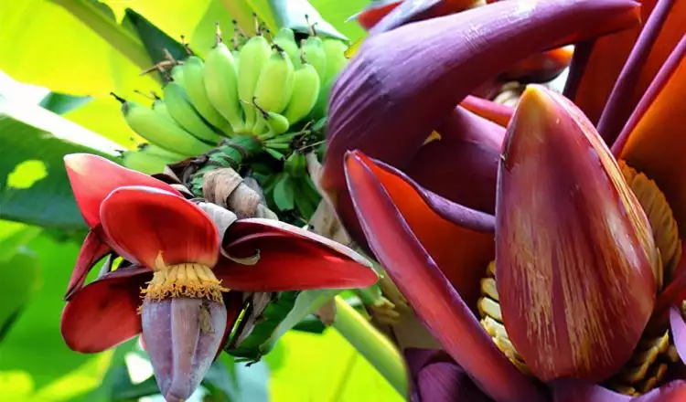 Tak disangka, ini 15 manfaat luar biasa dari jantung pisang